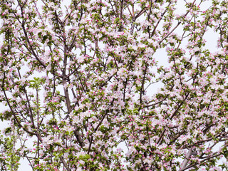 Pink flowers and buds of an Apple tree. Flowering gardens in may.