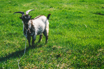 Obraz premium Beautiful goat on a leash grazes on a green meadow