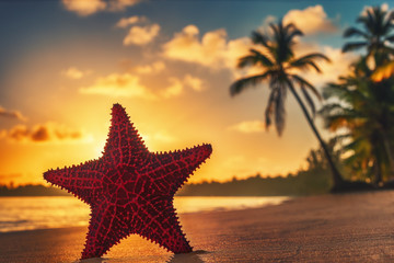 Plakat Starfish on the beach at sunrise