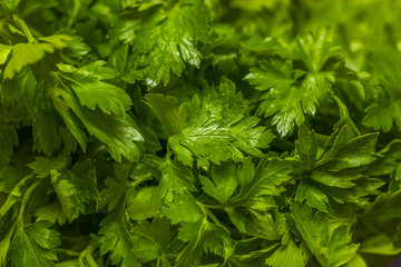 Organic italian parsley closeup on rustic wooden table, healthy vegetarian food