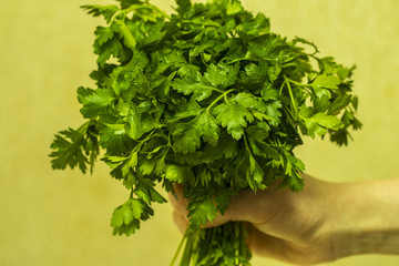 female hand holding a bunch of parsley, fresh herbs, isolated on white background, healthy eating, vegetarian