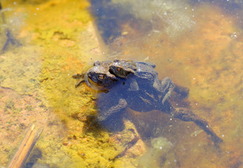 Two toad are mating in the pond sitting on top of each other