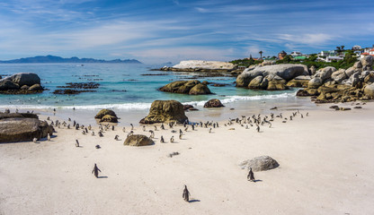 African Penguins, Cape Town - Boulders Beach Reservation