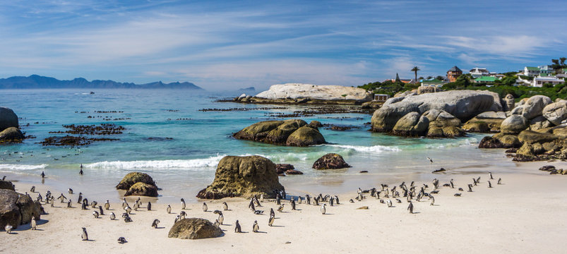 African Penguins, Cape Town - Boulders Beach Reservation