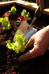 frische Salatpflanzen werden in ein Beet gepflanzt