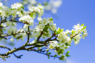 Plum tree blooms in the spring
