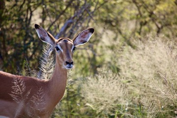 Dear in Bush