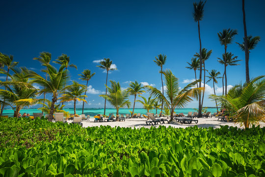 Palm tree on the tropical beach