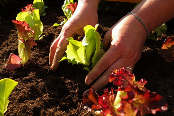 frische Salatpflanzen werden in ein Beet gepflanzt