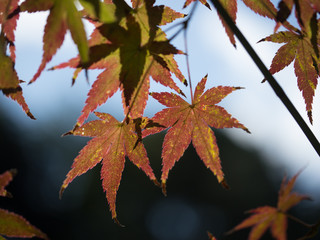 Japanese Maple Leaves
