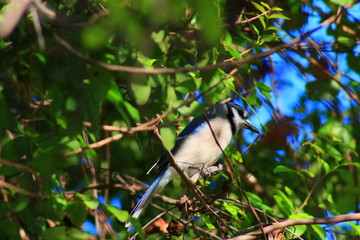 Blue jay