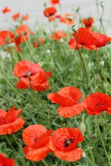 Fototapeta premium glorious poppies