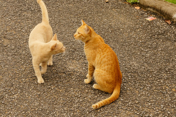 Wildes Katzenpaar in Thailand