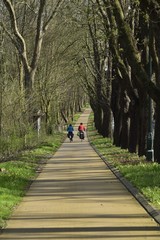 Fototapeta premium Deux cyclistes sur la nouvelle piste cyclable longeant les chênes centenaires près du domaine royal de Laeken au nord de Bruxelles Capitale