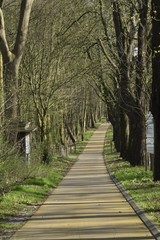 Fototapeta premium Nouvelle piste cyclable longeant les vieux chênes et une route importante à trois bandes à Laeken 