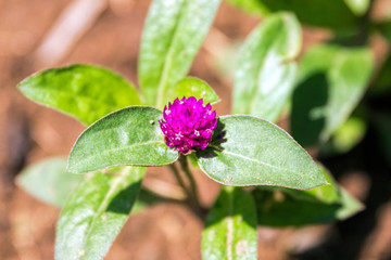 Globe amaranth beauty flower. Gomphrena globosa