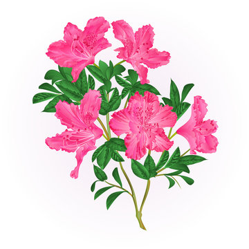 Pink flowers rhododendron twig with leaves mountain shrub vintage hand draw vector illustration
