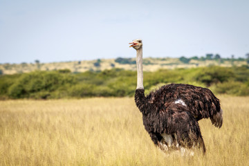 Naklejka premium Ostrich in the high grass.