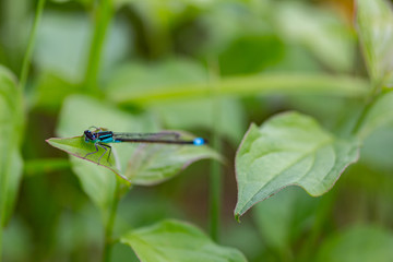 Libelle 