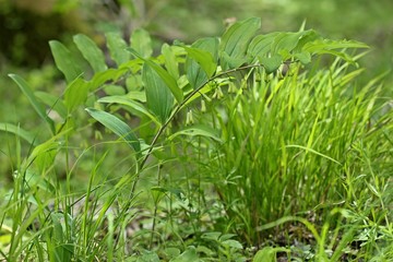 Vielblütige Weißwurz (Polygonatum multiflorum) 
