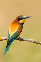 Small bird perched on a branch