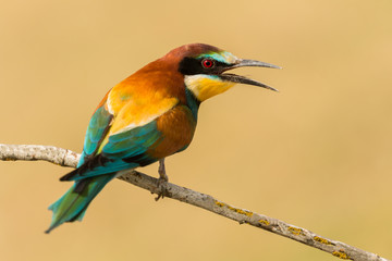 Obraz premium Small bird perched on a branch