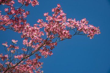 Pink Dogwood tree