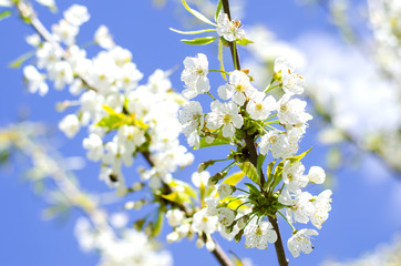 Obraz premium Cherry blossom in spring