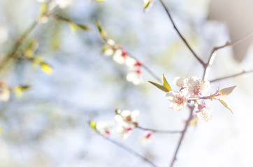 Cherry blossom in spring