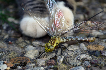 Dragonfly captured by young cat