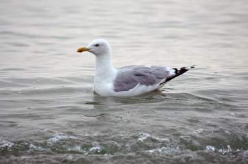 A seagull at Baltic Sea
