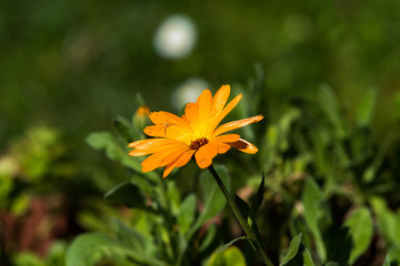 Calendula
