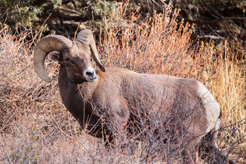 Colorado Rocky Mountain Bighorn Sheep