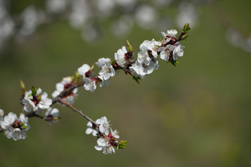 Flowering cherry branch in spring
