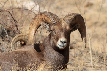 Colorado Rocky Mountain Bighorn Sheep