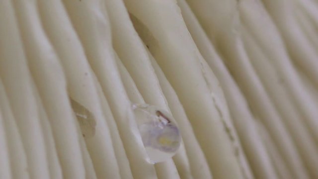 Pequena larva em uma gota d'&aacute;gua.