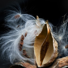 Milkweed Burst seeds and pods
