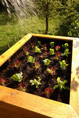 frisch gepflanzter Salat in einem Hochbeet wird gegossen