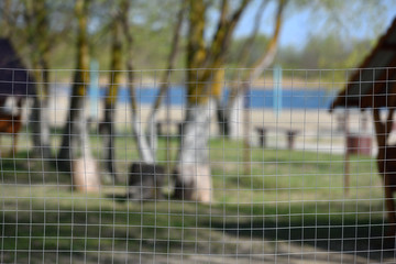 Fence in the park from the grid
