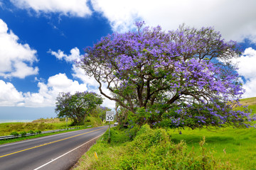 Beautiful purple jacaranda trees flowering along the roads of Maui island, Hawaii