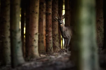 Rehbock im Wald © stefan