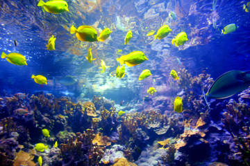 Naklejka na ściany i meble Colorful tropical fish living in coral reefs of Maui, Hawaii