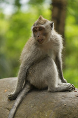 Naklejka na ściany i meble Adult monkey sits on the stone in the forest