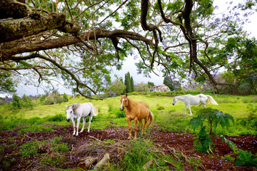 Obraz na płótnie Canvas Three beautiful horses grazing under purple jacaranda tree flowering on Maui island, Hawaii