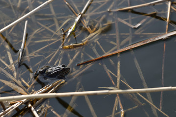 The frog hides in the water