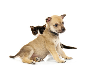 Cute little kitten and puppy on white background