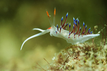 nudibranquio