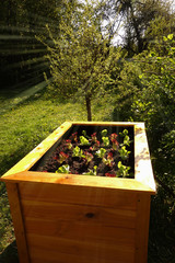 frisch mit Salat bepflanztes Hochbeet in der Abensonne