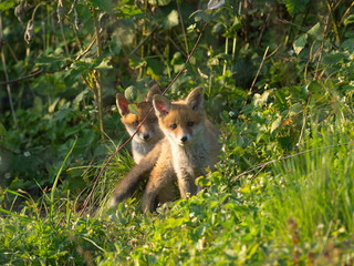Naklejka na ściany i meble Zwei Jungfüchse erkunden ihr Umfeld - Two young foxes explore their environment 