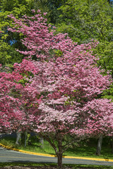 Pink Dogwood tree